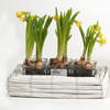 Riet met 3x glas